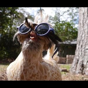 Meet your Posher, Johnny